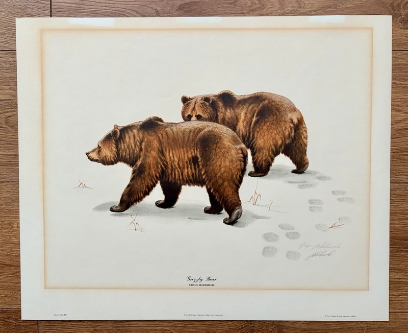 Grizzly Bear Art Print By Guy Coheleach Signed For Wildlife Enthusiast 22 X 18