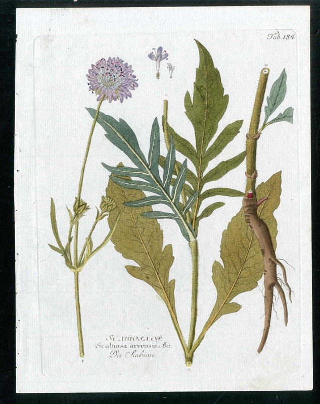 1800 Vietz Icones Plantarum Purple Scabiosa Flower Original 1st Edition Print