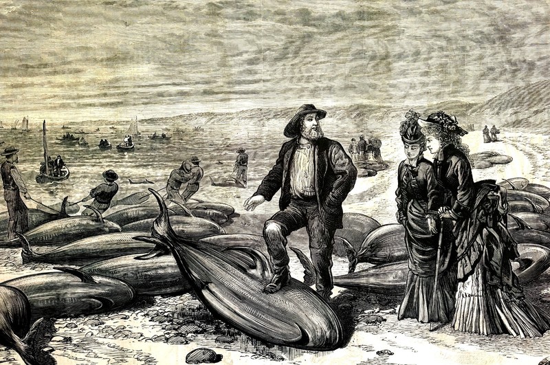 Cape Cod Bay 270 BLACK-FISH CATCH FISHERMEN 1875 Antique Print Matted Full Story