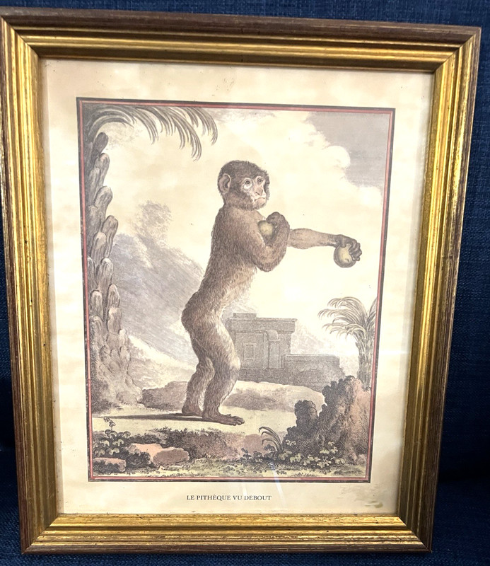 Jacques Eustache de Seve Monkey Etching Print Le Pitheque Vu Debout Antique