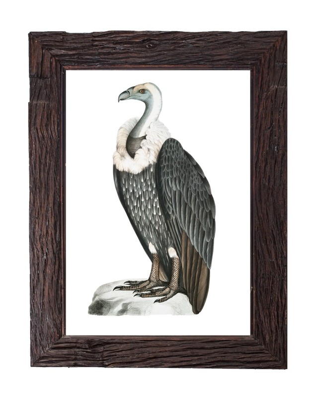 Vintage Vulture Bird Illustration 5×7 Audubon Nature Wall Art Print Bird Art