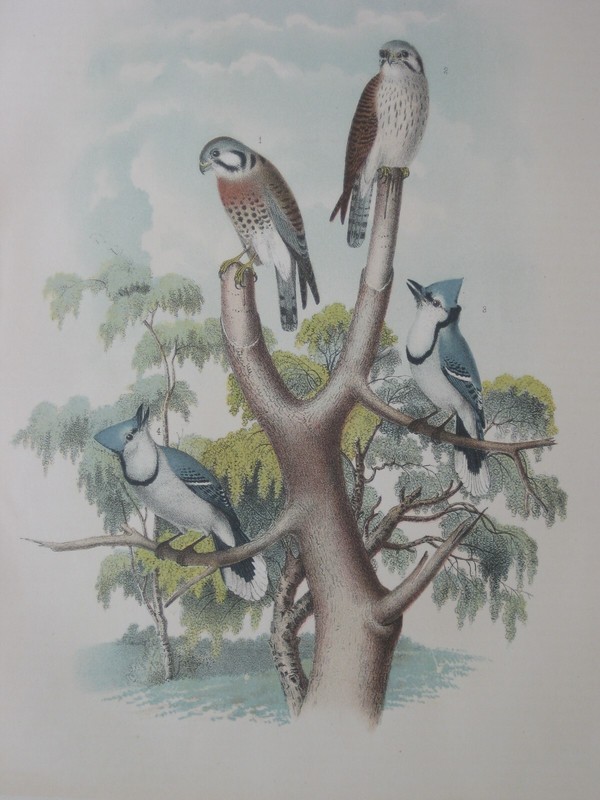 Original Antique Color Lithograph BLUE JAY & SPARROW HAWK by Theodore Jasper