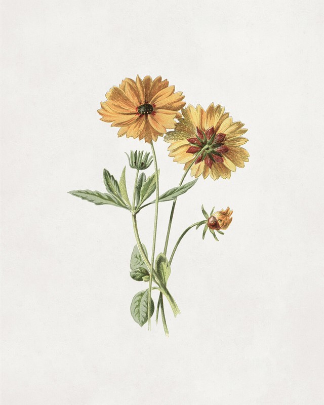 Antique Coreopsis Flower Illustration Giclee Print on Fine Art Paper