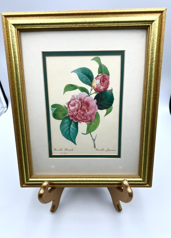 Beautiful Pierre-Joseph Redouté – Camelia Panache Camellia Japonica Framed Print