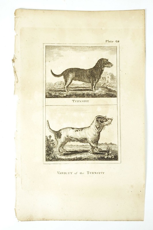 6 Antique Engravings ANDREW BELL 1726-1809 Natural History Dog Series gallery