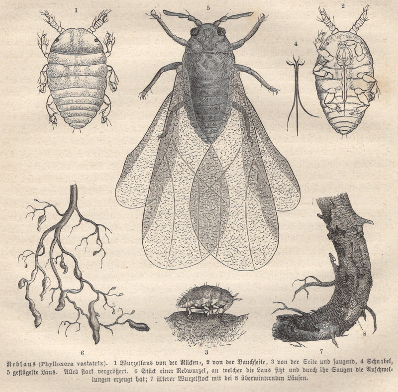 1877 Brehms Thierleben Wood Engraving Grape Phylloxera Original Book Print