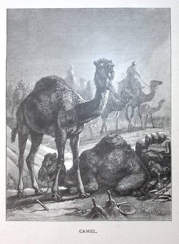 1884 Camel Wood Cut Litho From Brehm’s Life of Animals Alfred Edmund Brehm