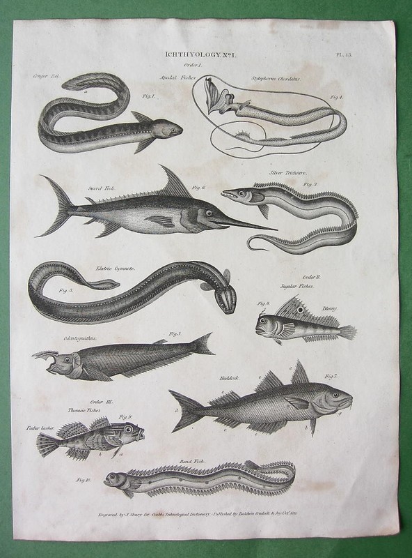 FISHES Eel Sword F. Gymnote Jugular F. Haddock Bond F. - 1822 Antique Print