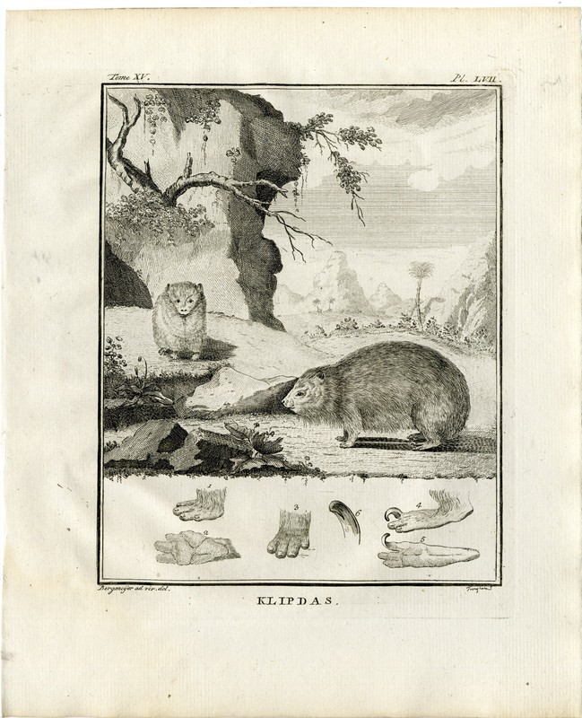 Antique Print-HYRAX-KLIPDAS-DASSIE-PL. 57-Fringham-Buffon-1784