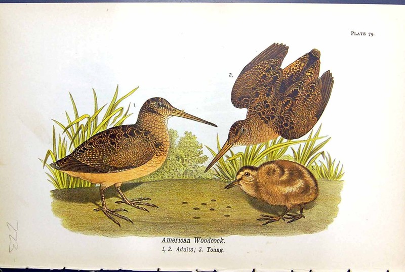 Antique Print American Woodcock Adults Young Birds Warren Colour 1890 Ref.2