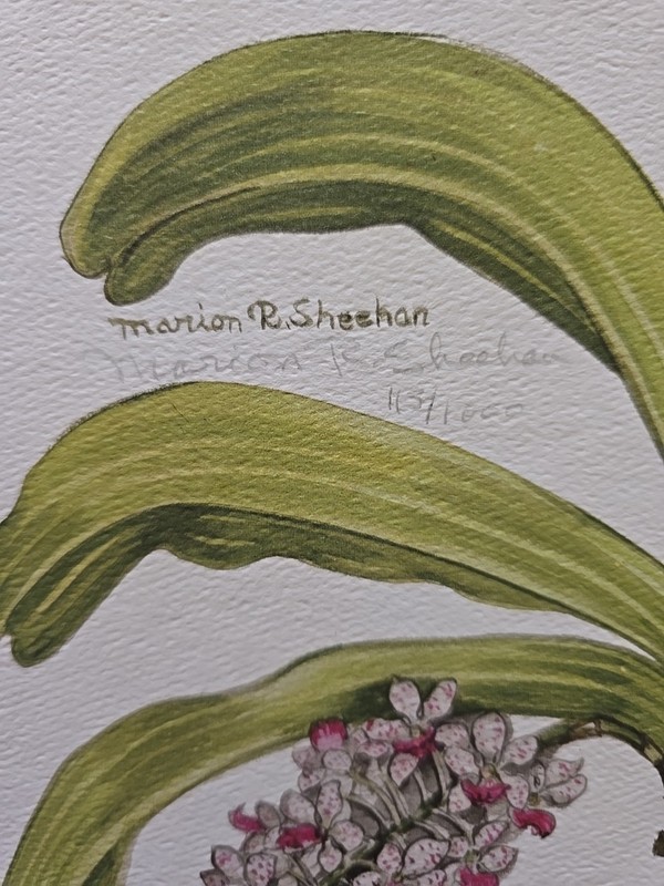 Signed #115/1200 Marion Sheehan Orchid And Its Parts Lithograph gallery
