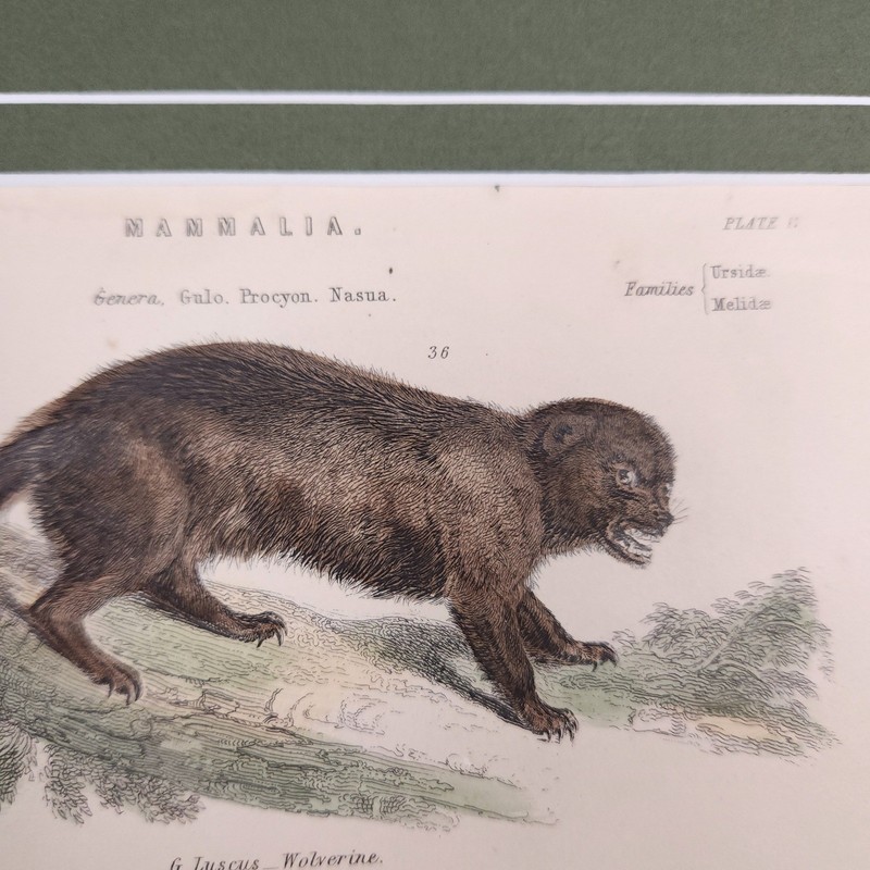 Virtue & Yorston Antique Hand Colored Mammalia Print Wall Decor Raccoon gallery