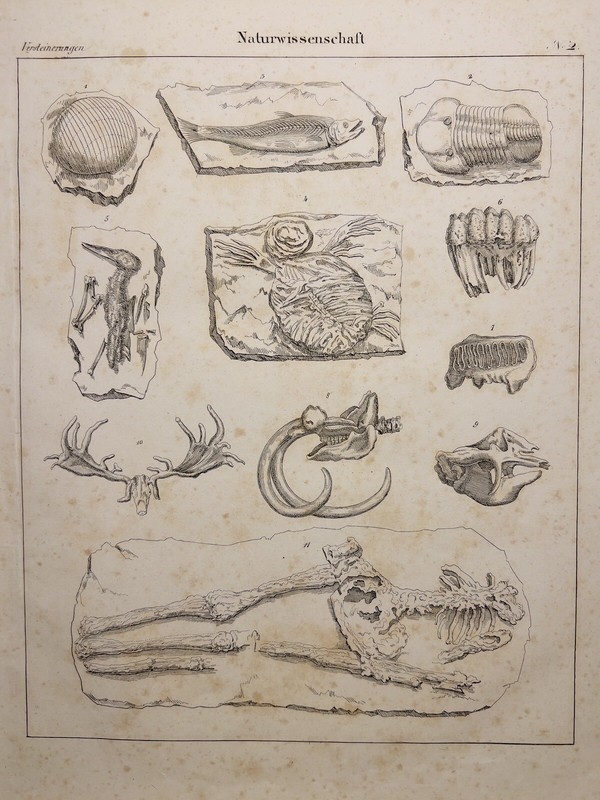 ANTIQUARIAN LITHOGRAPH 1833 MAMMOTH TRILOBITE MASTODONT FOSSILS PALEON