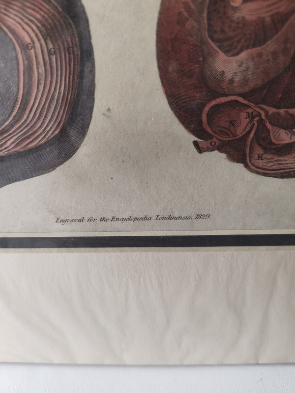 Antique Engraving Hand-Colored 1829 Copper Plate Encyclopaedia Londinensis Zoo gallery