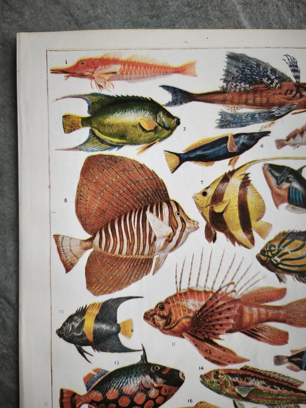 Antique 1930s Tropical Aquarium Sea Fish Book Art Print Picture Angel Fishes gallery
