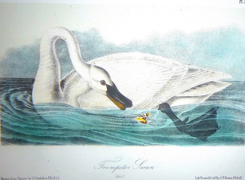 Audubon 3rd ed Octavo TRUMPETER SWAN Birds of America 1859 original
