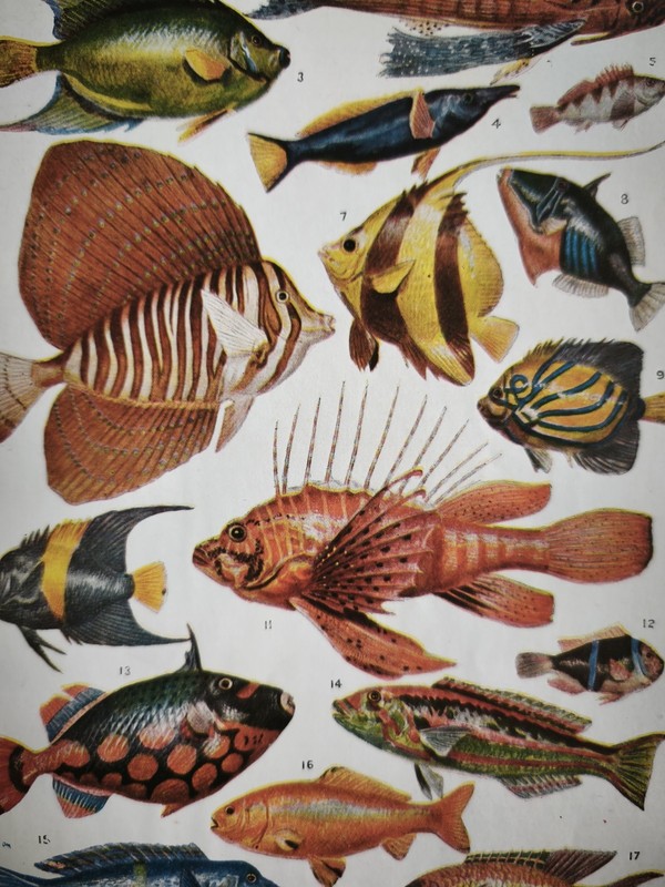 Antique 1930s Tropical Aquarium Sea Fish Book Art Print Picture Angel Fishes gallery