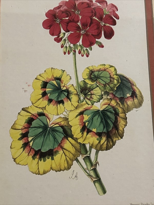 Set Of 2 Vintage Botanical Lithograph Prints Matted Framed gallery