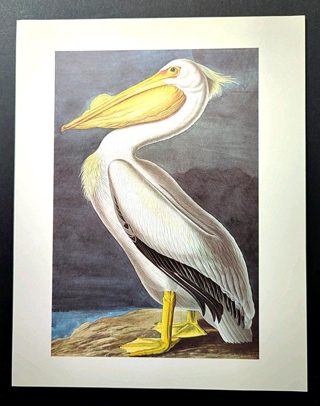 John James Audubon Birds AMERICAN WHITE PELICAN Vintage Book Plate Art Print 410 gallery