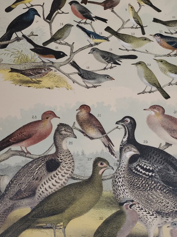 Thrush/Dove Litho. by Theodore Jasper / 1881, Studer's North Am. Birds