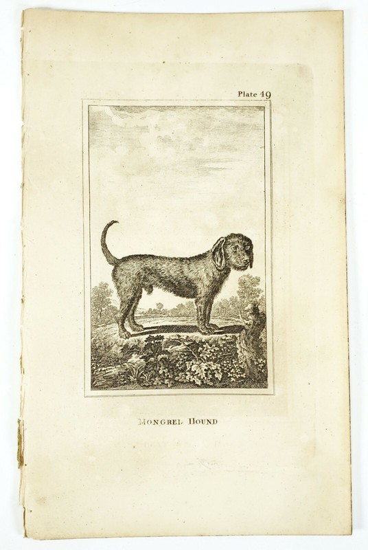 6 Antique Engravings ANDREW BELL 1726-1809 Natural History Dog Series gallery