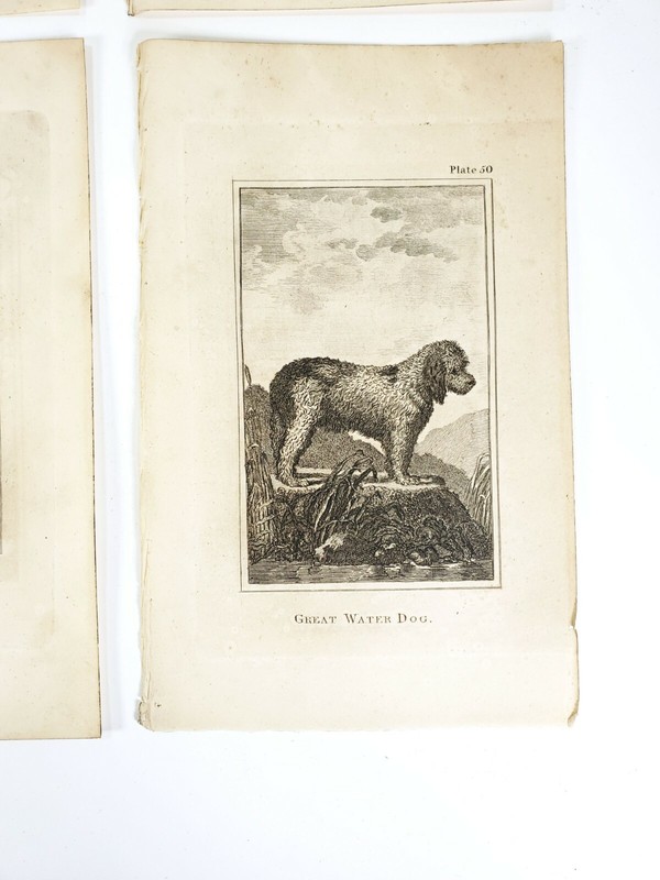 6 Antique Engravings ANDREW BELL 1726-1809 Natural History Dog Series gallery