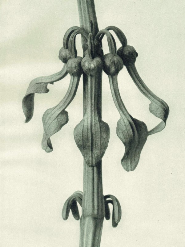 1929 BIRTHWORT FLOWERS Print - Karl Blossfeldt - Plant Tree - 9.5 x 12 Inches gallery