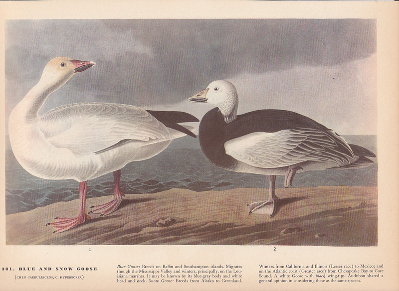 Audubon 1942 Vintage Birds #381 «Blue & Snow Goose» Full Color Art Plate Litho