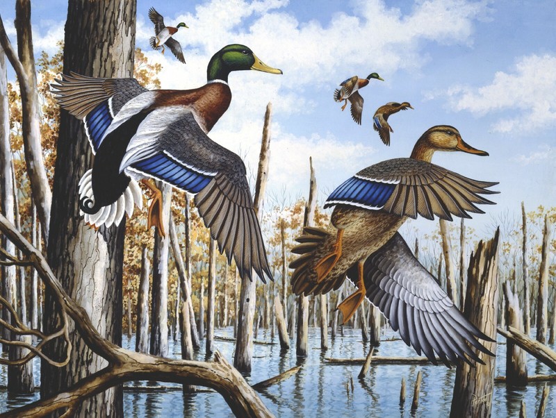 JAMES PARTEE JR. WATERFOWL ART, CACHE RIVER GREENHEADS 12×15 L/E S/N LITHOGRAPH