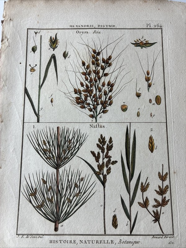 Lamarck Botanical Print Histoire Naturelle, Botanique Hand Colored Book Plate264