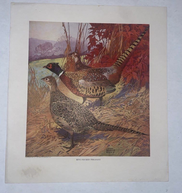 Vintage 1917 Lynn Bogue Hunt Du Pont Print Wilson’s Snipe Game Birds Lot2