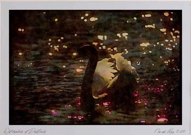 043024 Mute Swan Watercolour Picture Ltd Ed A3