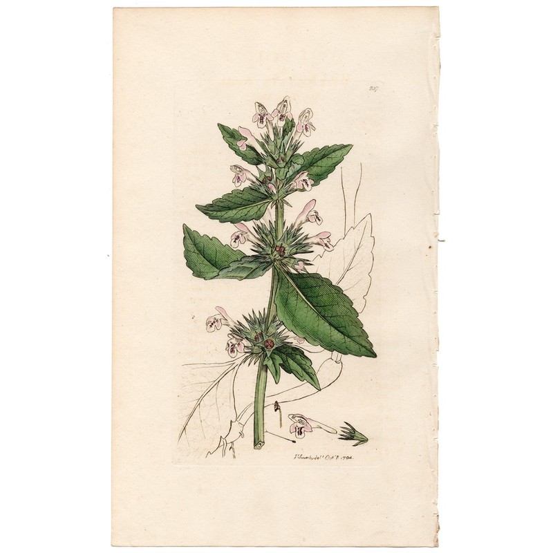 Antique 1794 Sowerby English Botany handcolored engraving 207 Red Hemp-Nettle
