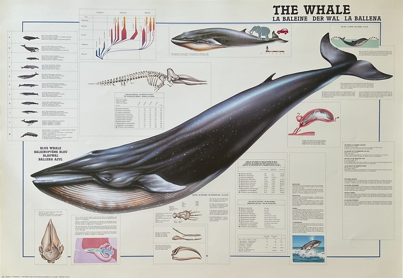 The Whale Vintage Hobby Poster 27 x 39
