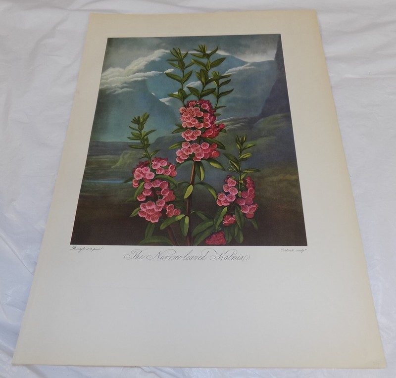 1951 REPRINT of c1800 FLORAL Print///THE NARROW-LEAVED KATMIA