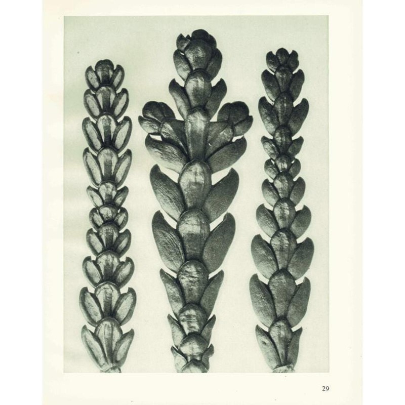 1929 ARBOR VITAE (THUJA) Print – Karl Blossfeldt – Plant Tree – 9.5 x 12 Inches