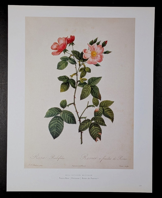 P J Redouté PRAIRIE ROSE Botanical Flower Art Book Plate Illustration 177 gallery