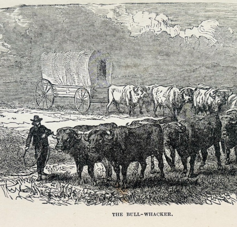 1888 The Bull Whacker Wood Engraving Plainsman Frontier Wild West Victorian A1C