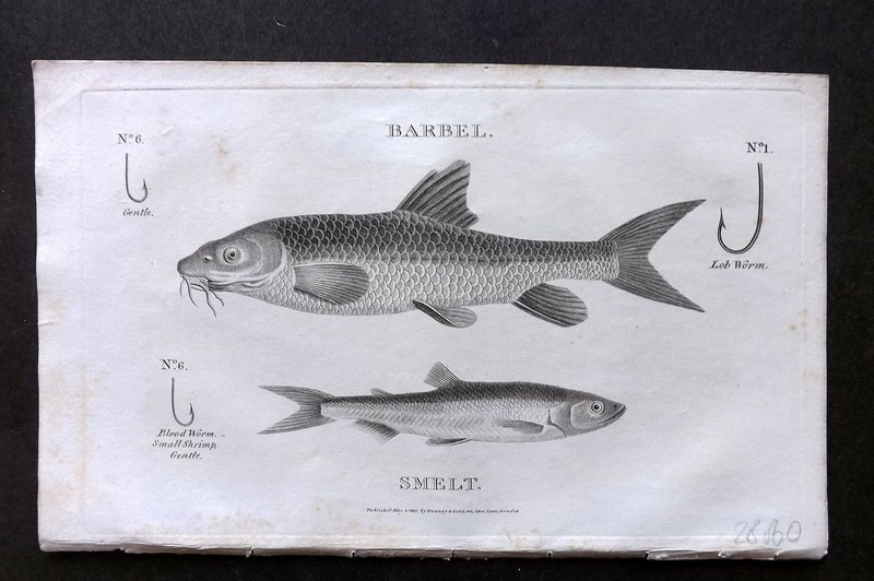 William Daniel 1801 Antique Fish Print. Barbel, Smelt. Angling Fishing Hooks