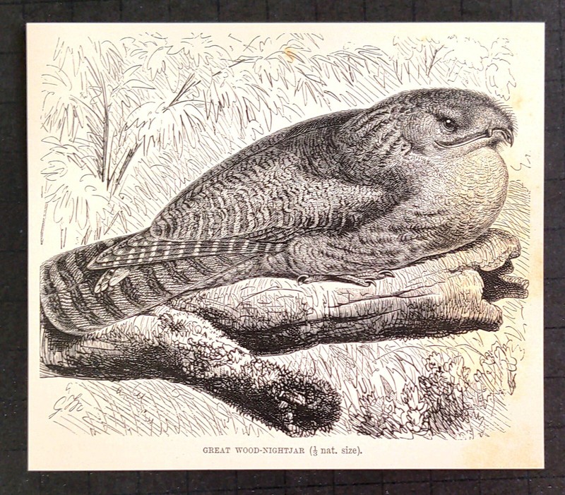 Old Antique Victorian Era Vintage 1895 Great Wood-Nightjar Bird Print gallery