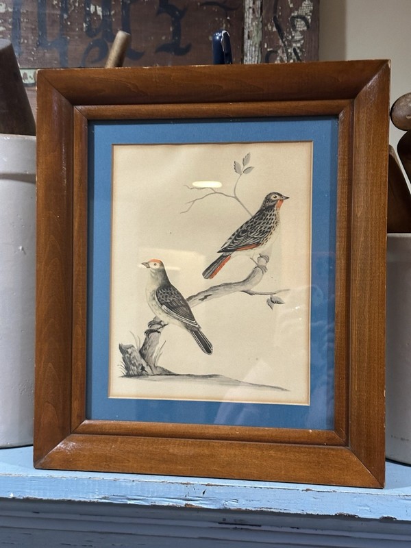 Vintage 1952 Print Of Birds On A Branch 15x13” Wood Frame