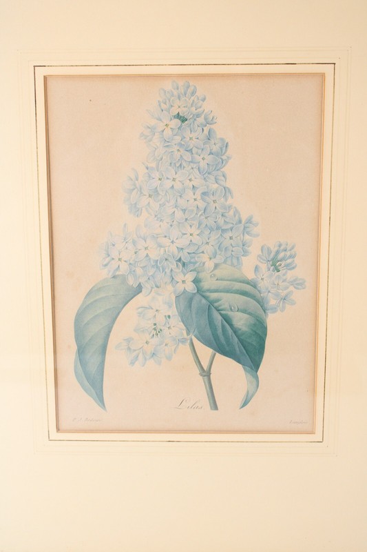 Antique P J Redoute "Lilas" Botanical Original Color Stipple Engraving Bessin gallery