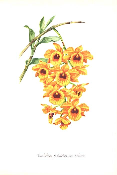 YELLOW FRINGELIPPED DENDROBIUM FIMBRIATUM ORCHID ~ 1958 Botanical Flower Print