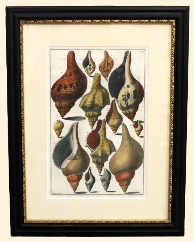 Original 1742 Italian Shells Conchology Print Framed Tavola 46 Menabuoni - Pazzi