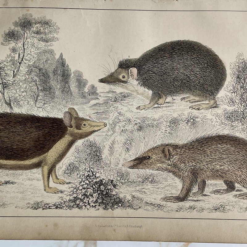 Antique Book Engraving Hand Coloured Print Oliver Goldsmith - Hedgehogs gallery