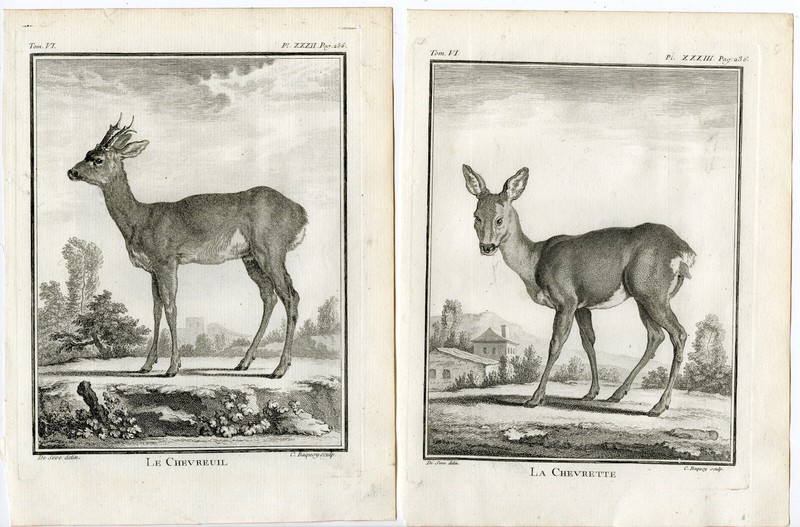 6 Antique Prints-ROE DEER-CAPREOLUS-ANTLERS-PL. 32-37-Baquoy-Buffon-1785