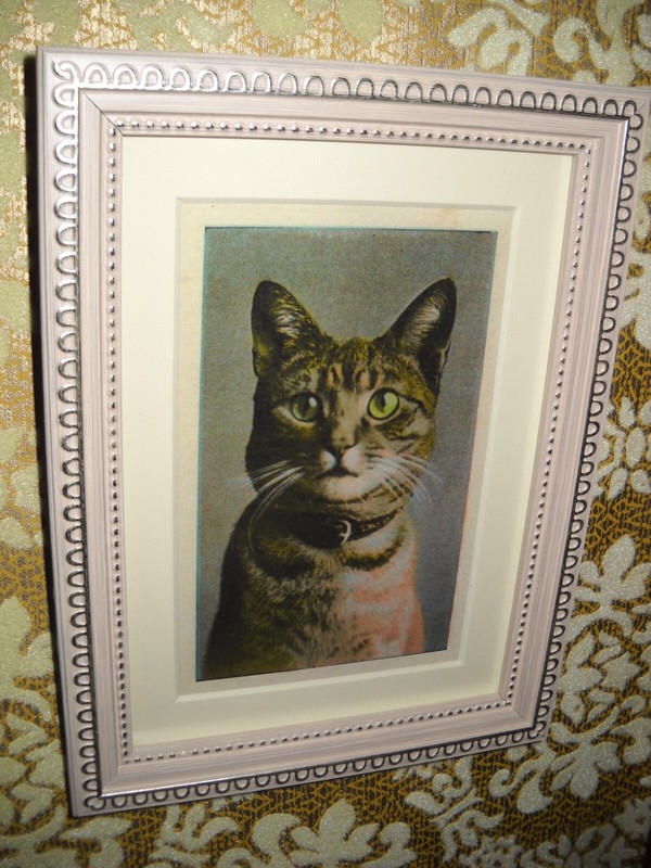 CAT PORTRAIT 4 X 6 white with silver WOOD framed picture Victorian style print