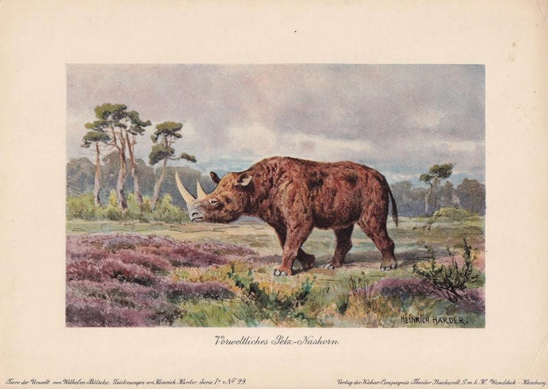 1902 WOOLY RHINOCEROS Print – Extinct Animal – Paleoart – 10.5 x 7.5 Inches