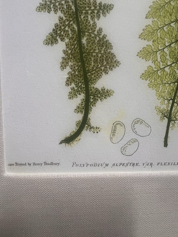 VTG W. King Ambler Giclee Print British Ferns E.J. Lowe Gold Faux Bamboo Frame gallery