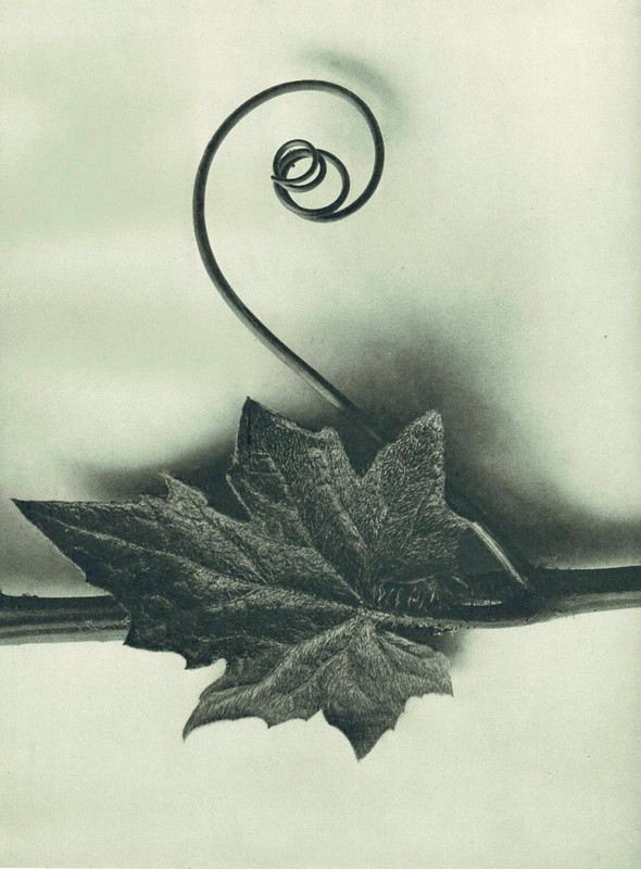 1929 WHITE BRIONY LEAF Plant Study Print - Karl Blossfeldt - 9.5 x 12 Inches gallery